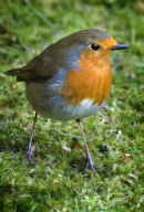 Robin